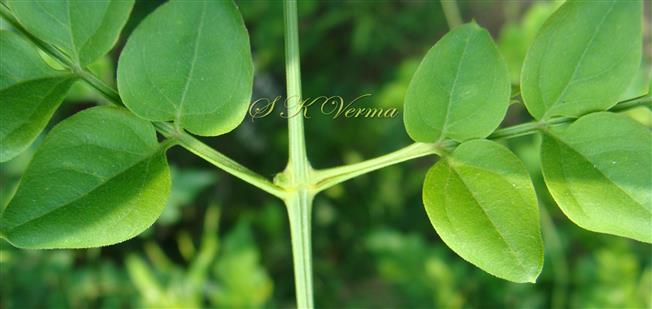  Leaf base - Petiole, petiolule and rachis margined
